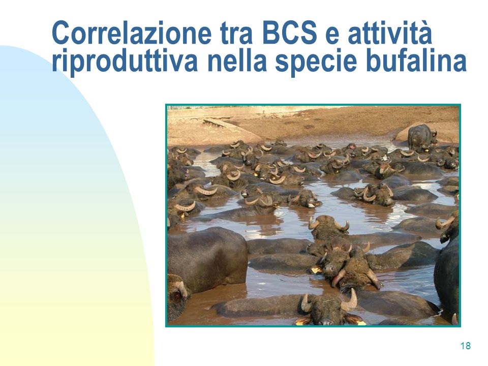 Correlazione tra BCS e attività riproduttiva nella specie bufalina