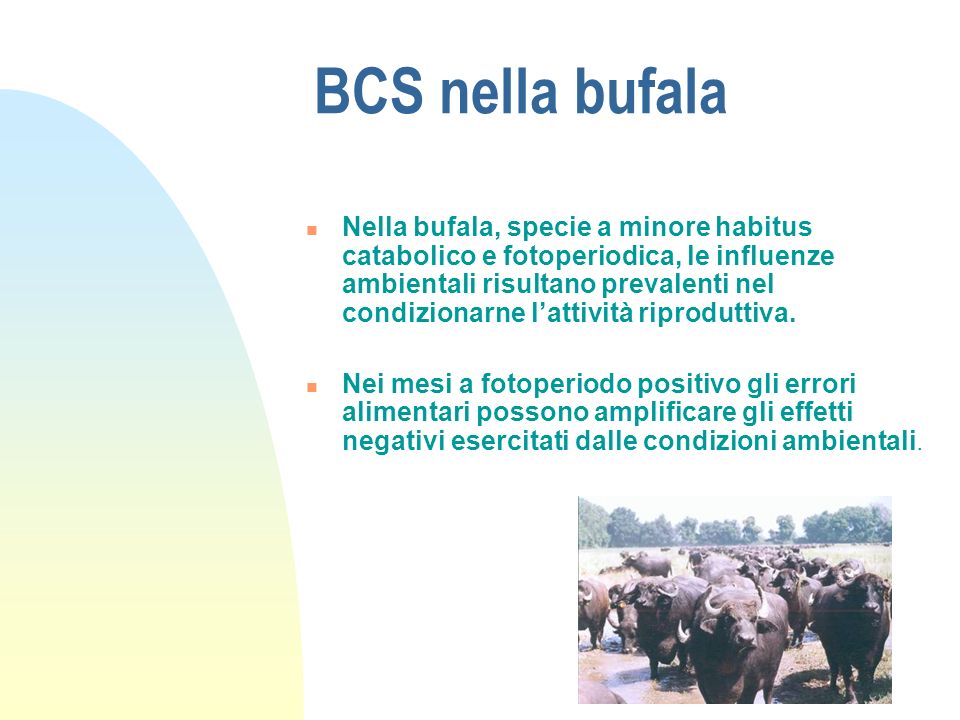 BCS nella bufala