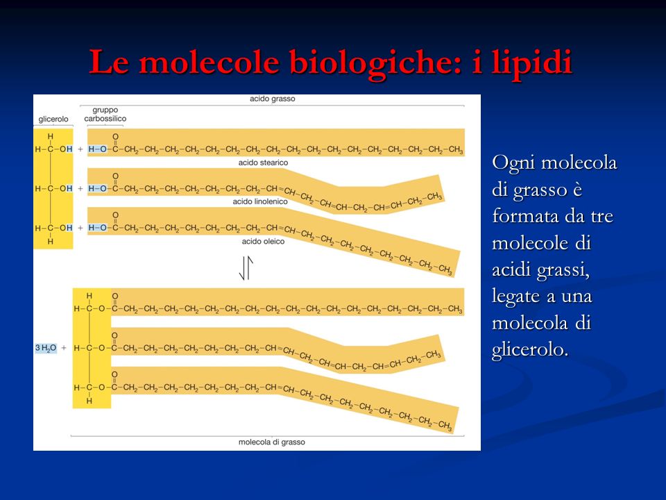 Le molecole biologiche: i lipidi