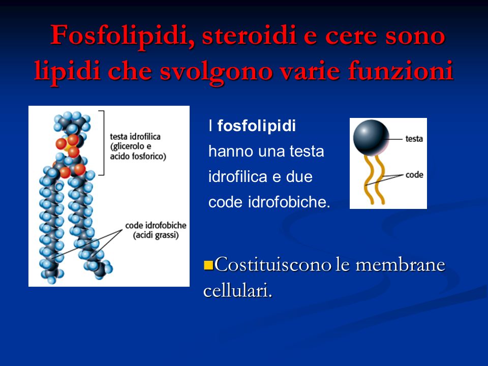 Fosfolipidi, steroidi e cere sono lipidi che svolgono varie funzioni