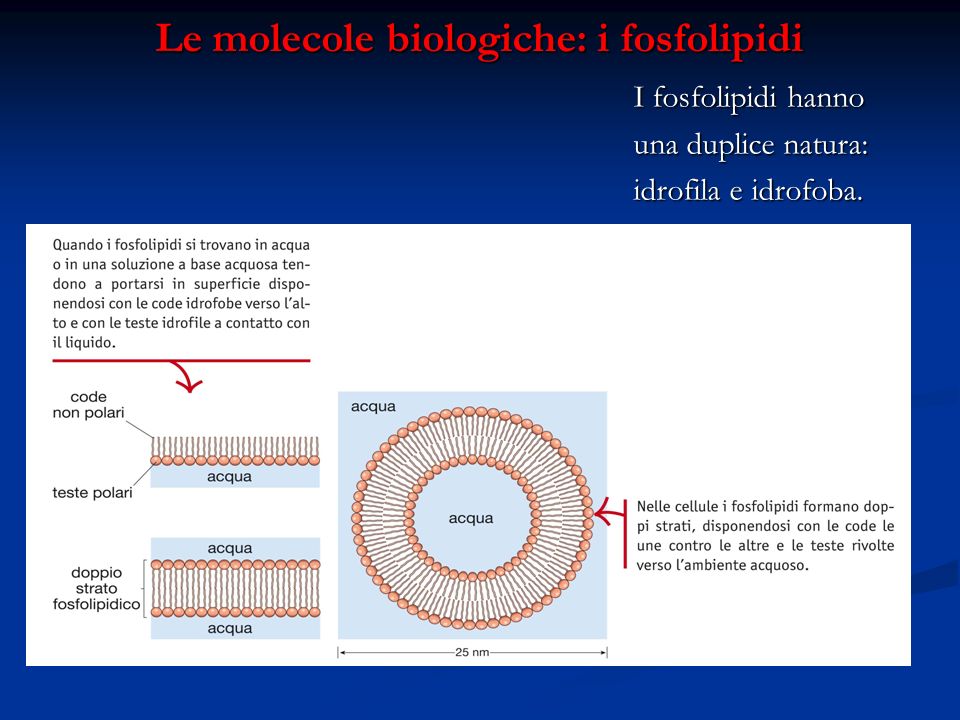 Le molecole biologiche: i fosfolipidi