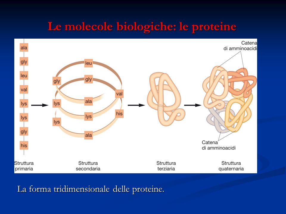 Le molecole biologiche: le proteine