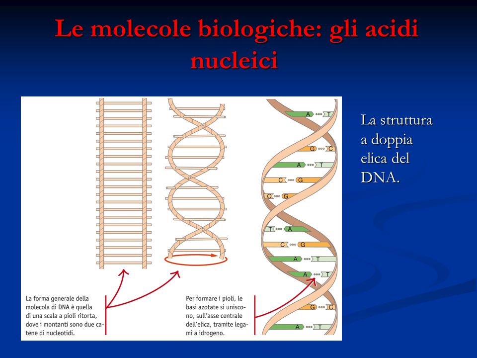 Le molecole biologiche: gli acidi nucleici