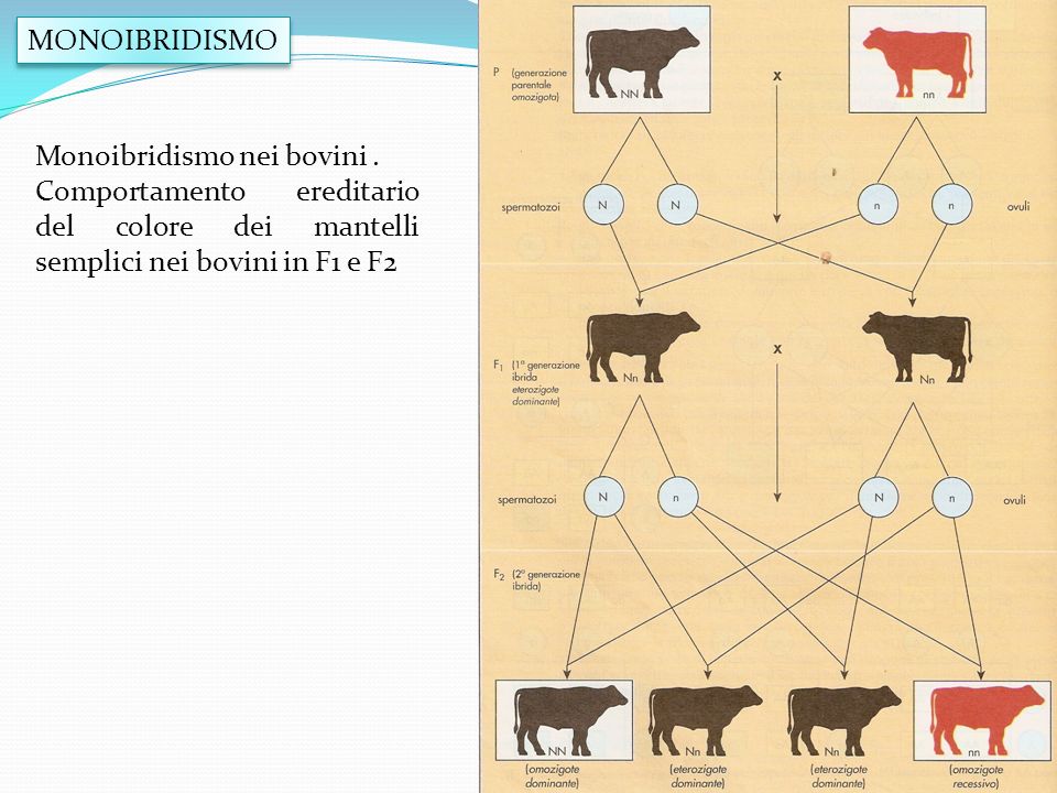 MONOIBRIDISMO Monoibridismo nei bovini .