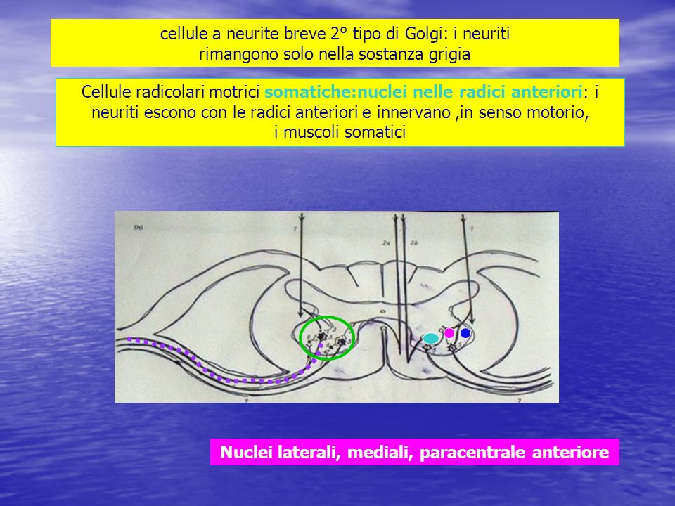 Nuclei laterali, mediali, paracentrale anteriore