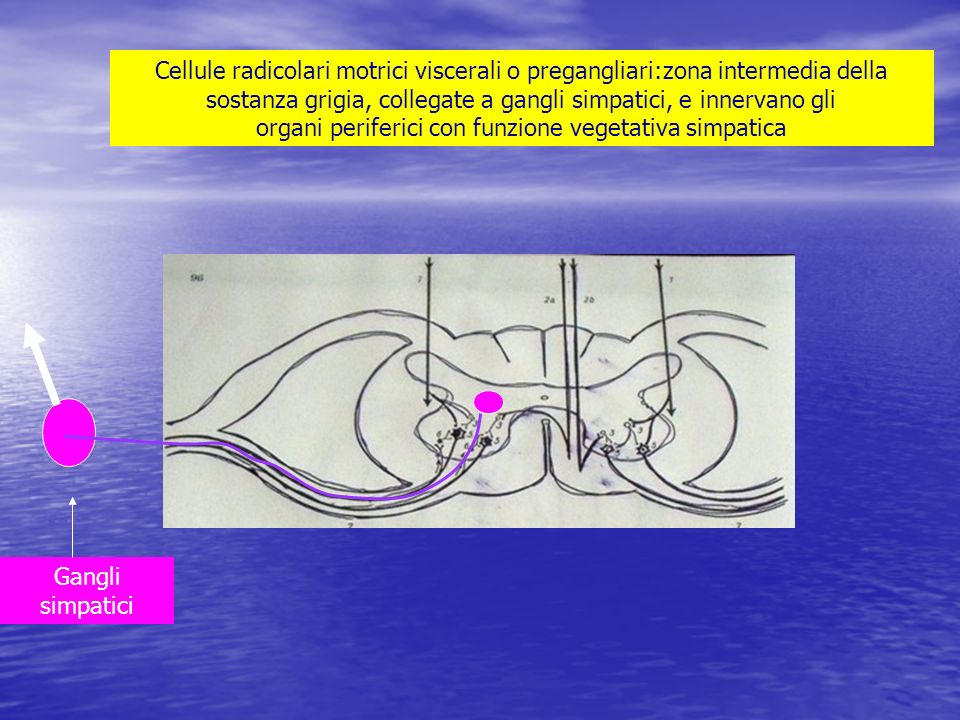 Cellule radicolari motrici viscerali o pregangliari:zona intermedia della sostanza grigia, collegate a gangli simpatici, e innervano gli organi periferici con funzione vegetativa simpatica