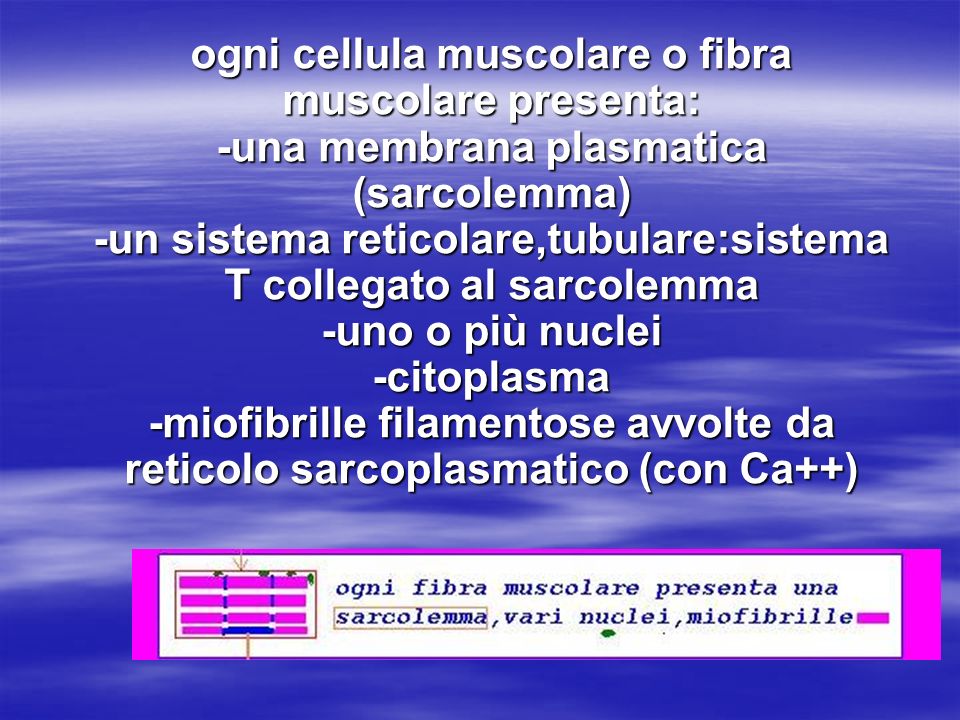 ogni cellula muscolare o fibra muscolare presenta: -una membrana plasmatica (sarcolemma) -un sistema reticolare,tubulare:sistema T collegato al sarcolemma -uno o più nuclei -citoplasma -miofibrille filamentose avvolte da reticolo sarcoplasmatico (con Ca++)