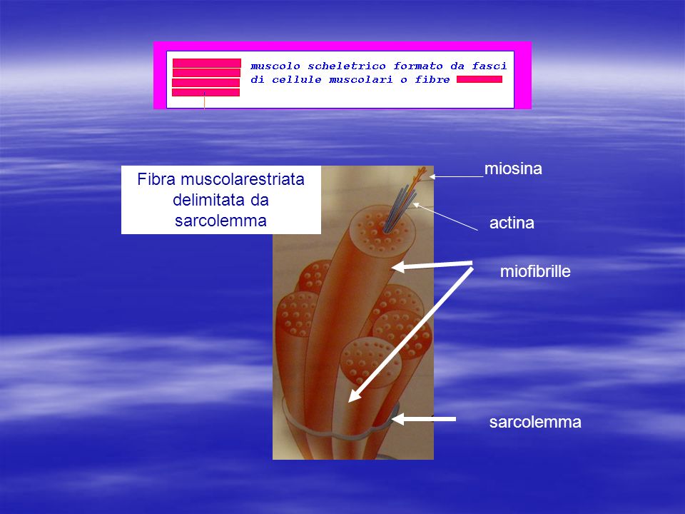 Fibra muscolarestriata delimitata da sarcolemma