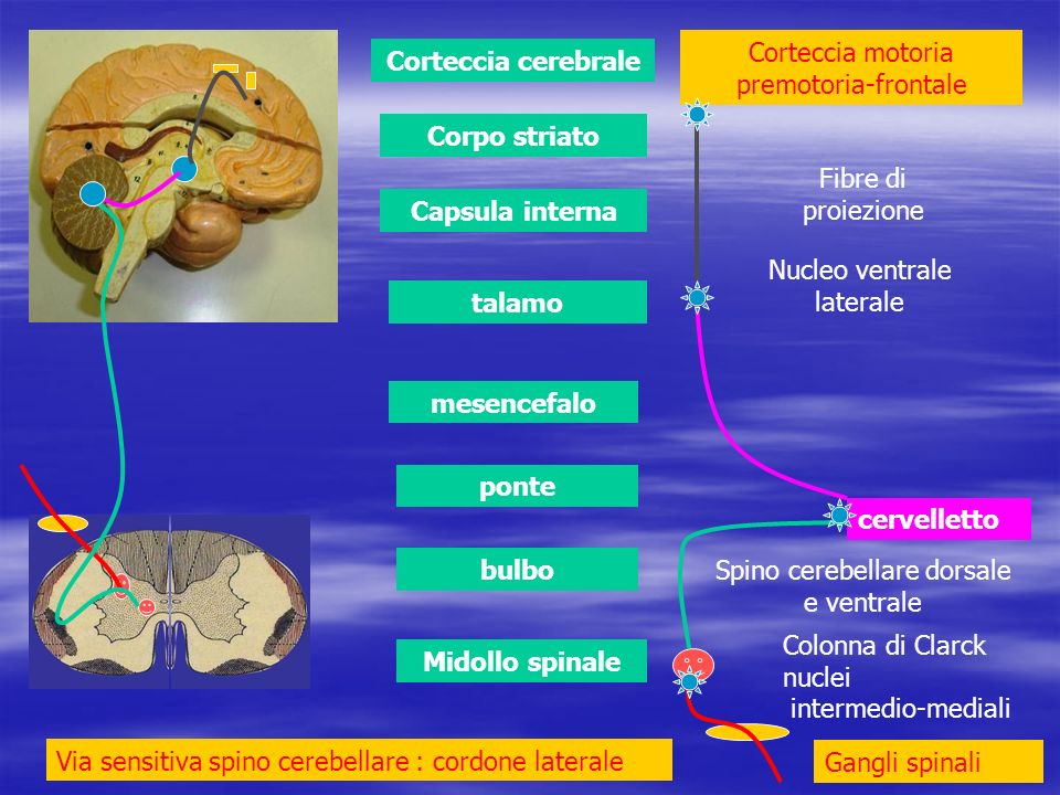 Corteccia motoria premotoria-frontale