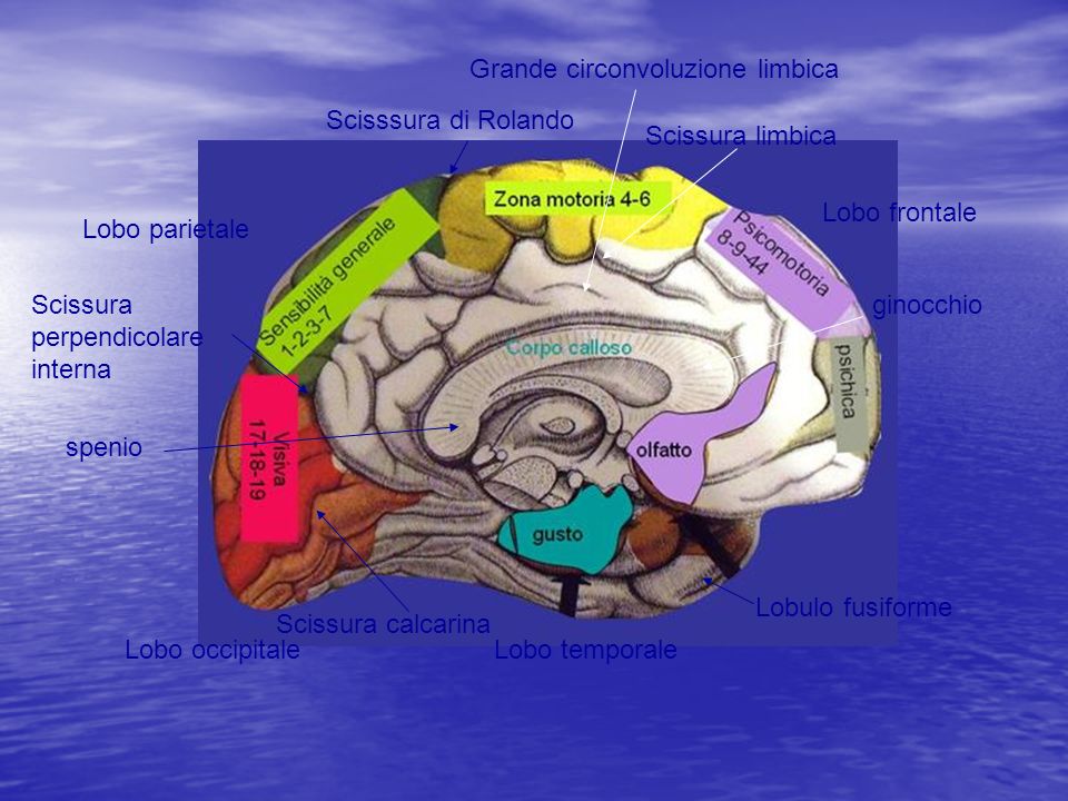 Grande circonvoluzione limbica