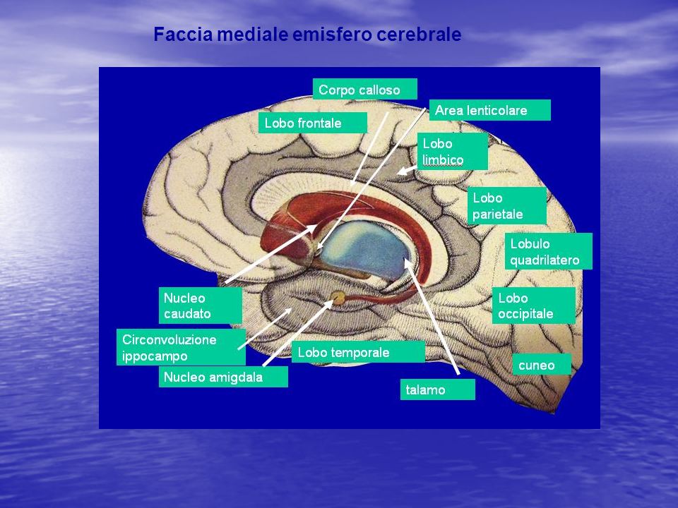 Faccia mediale emisfero cerebrale