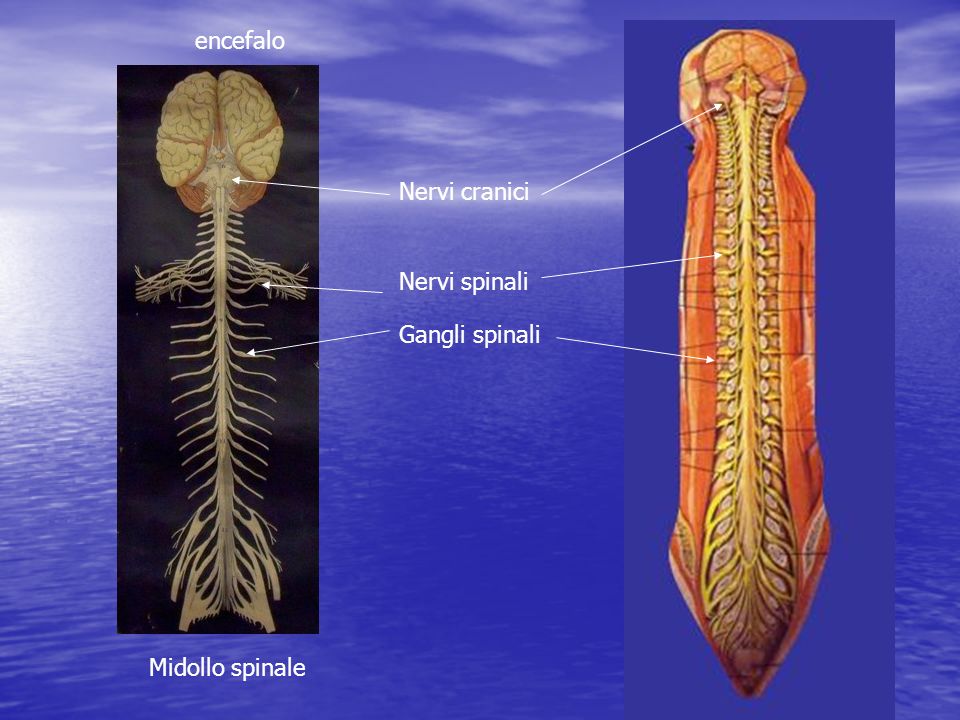 encefalo Nervi cranici Nervi spinali Gangli spinali Midollo spinale