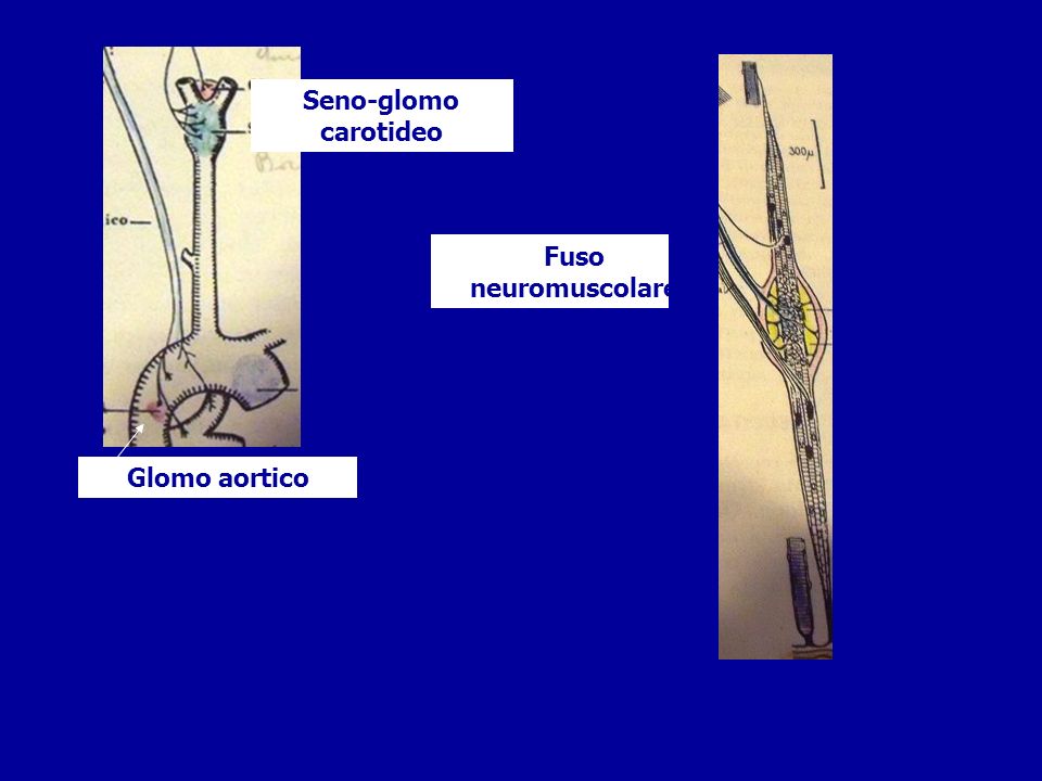 Seno-glomo carotideo Fuso neuromuscolare Glomo aortico