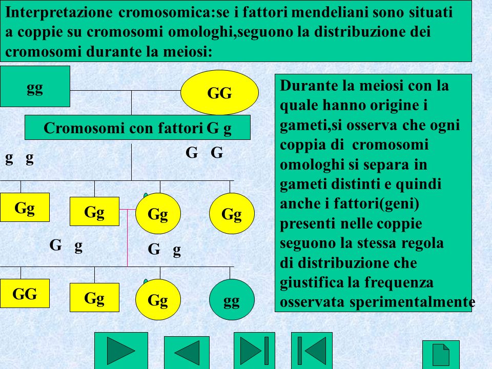 Cromosomi con fattori G g