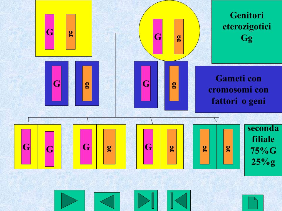 Genitori eterozigotici. Gg. G. g. G. g. G. g. G. g. Gameti con. cromosomi con. fattori o geni.