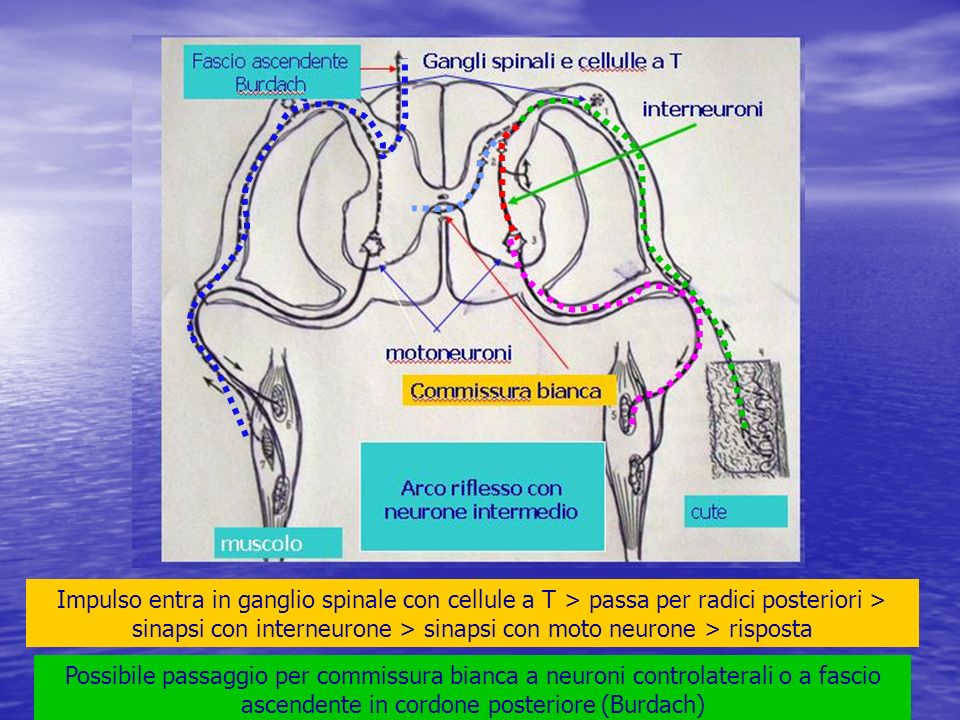 Impulso entra in ganglio spinale con cellule a T > passa per radici posteriori > sinapsi con interneurone > sinapsi con moto neurone > risposta
