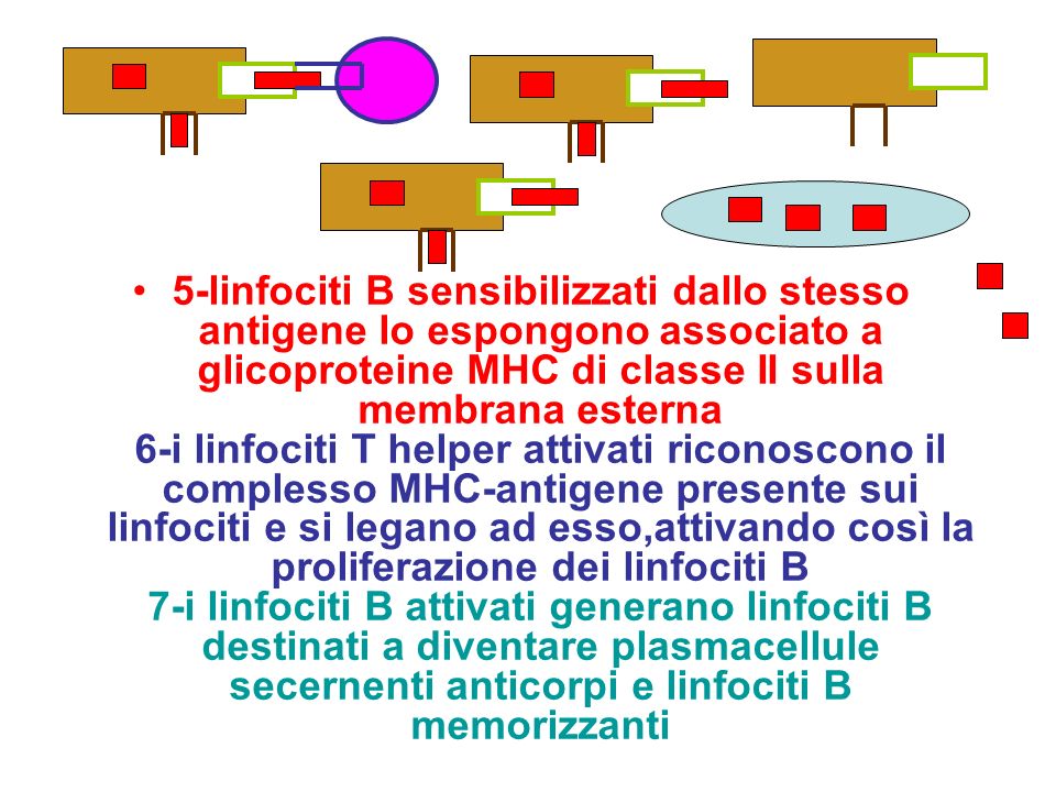 5-linfociti B sensibilizzati dallo stesso antigene lo espongono associato a glicoproteine MHC di classe II sulla membrana esterna 6-i linfociti T helper attivati riconoscono il complesso MHC-antigene presente sui linfociti e si legano ad esso,attivando così la proliferazione dei linfociti B 7-i linfociti B attivati generano linfociti B destinati a diventare plasmacellule secernenti anticorpi e linfociti B memorizzanti