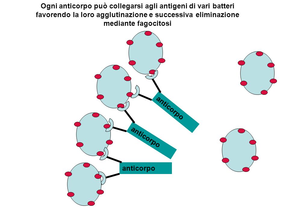Ogni anticorpo può collegarsi agli antigeni di vari batteri favorendo la loro agglutinazione e successiva eliminazione mediante fagocitosi