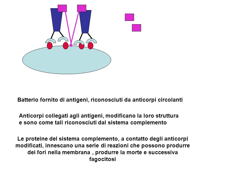 Batterio fornito di antigeni, riconosciuti da anticorpi circolanti