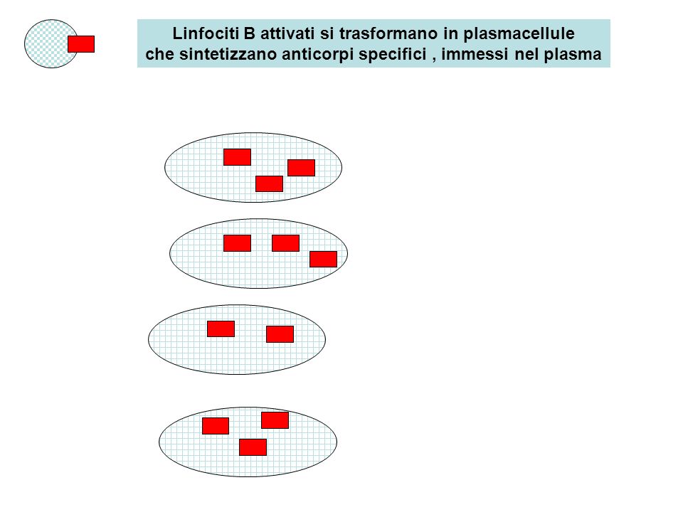 Linfociti B attivati si trasformano in plasmacellule che sintetizzano anticorpi specifici , immessi nel plasma