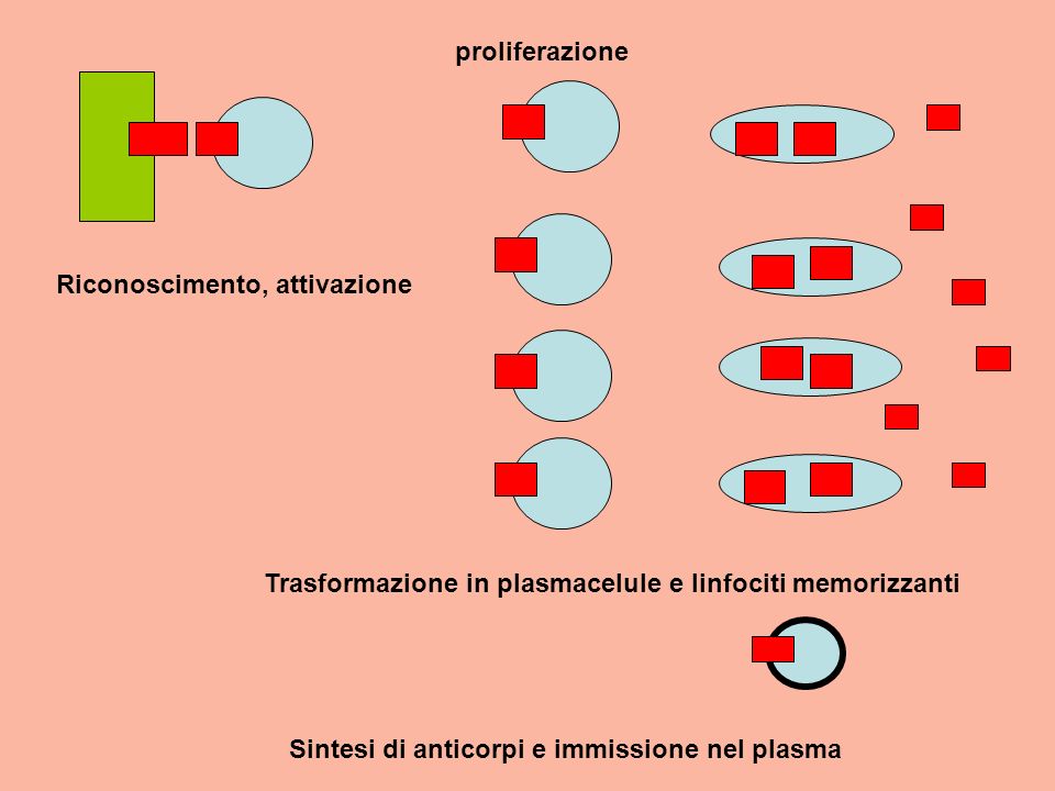 proliferazione Riconoscimento, attivazione. Trasformazione in plasmacelule e linfociti memorizzanti.