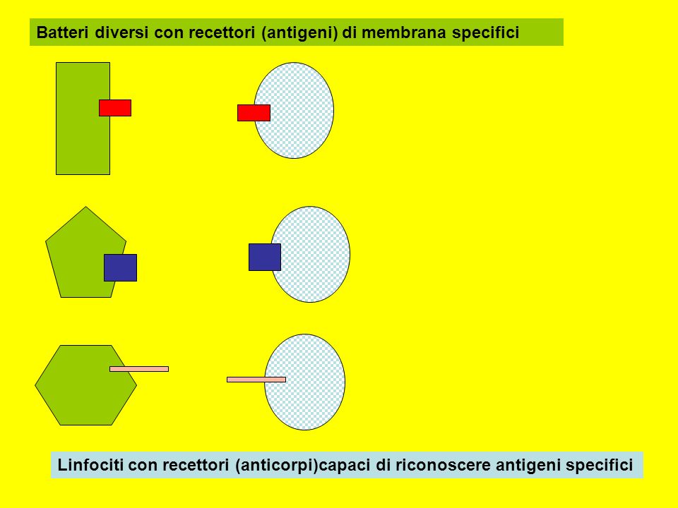 Batteri diversi con recettori (antigeni) di membrana specifici