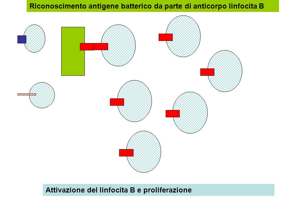 Riconoscimento antigene batterico da parte di anticorpo linfocita B