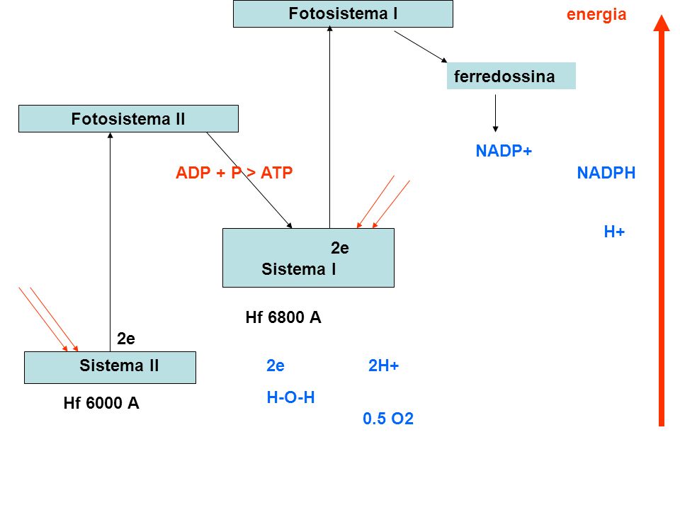Fotosistema I energia. ferredossina. Fotosistema II. NADP+ ADP + P > ATP. NADPH. H+ 2e. Sistema I.