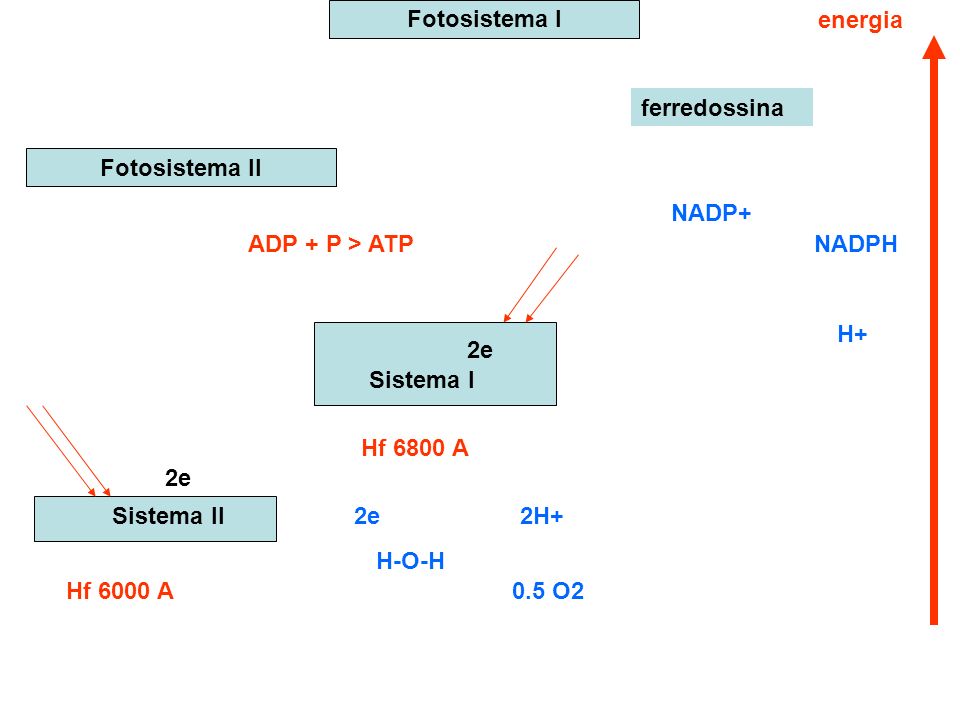 Fotosistema I energia. ferredossina. Fotosistema II. NADP+ ADP + P > ATP. NADPH. H+ 2e. Sistema I.