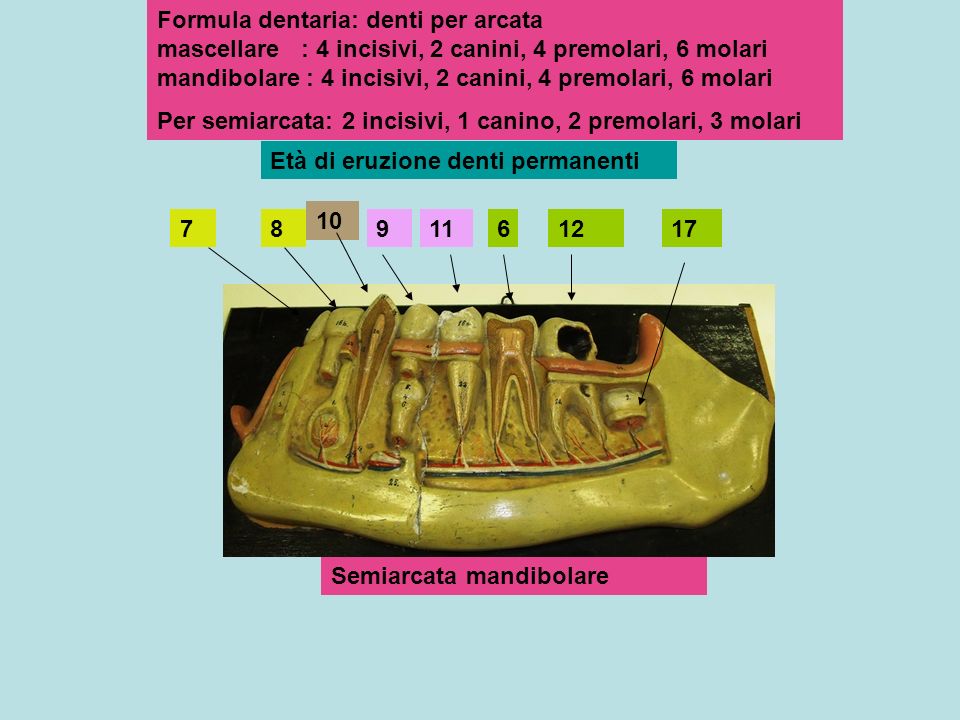 Formula dentaria: denti per arcata mascellare : 4 incisivi, 2 canini, 4 premolari, 6 molari mandibolare : 4 incisivi, 2 canini, 4 premolari, 6 molari