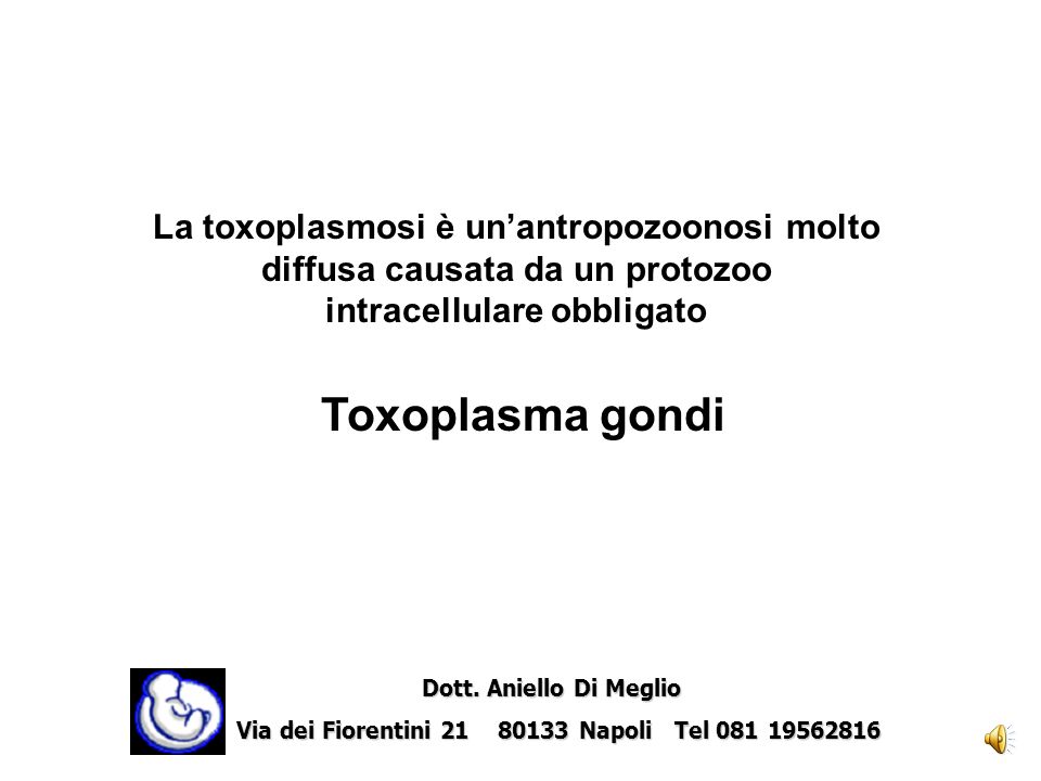 La toxoplasmosi è un’antropozoonosi molto diffusa causata da un protozoo intracellulare obbligato