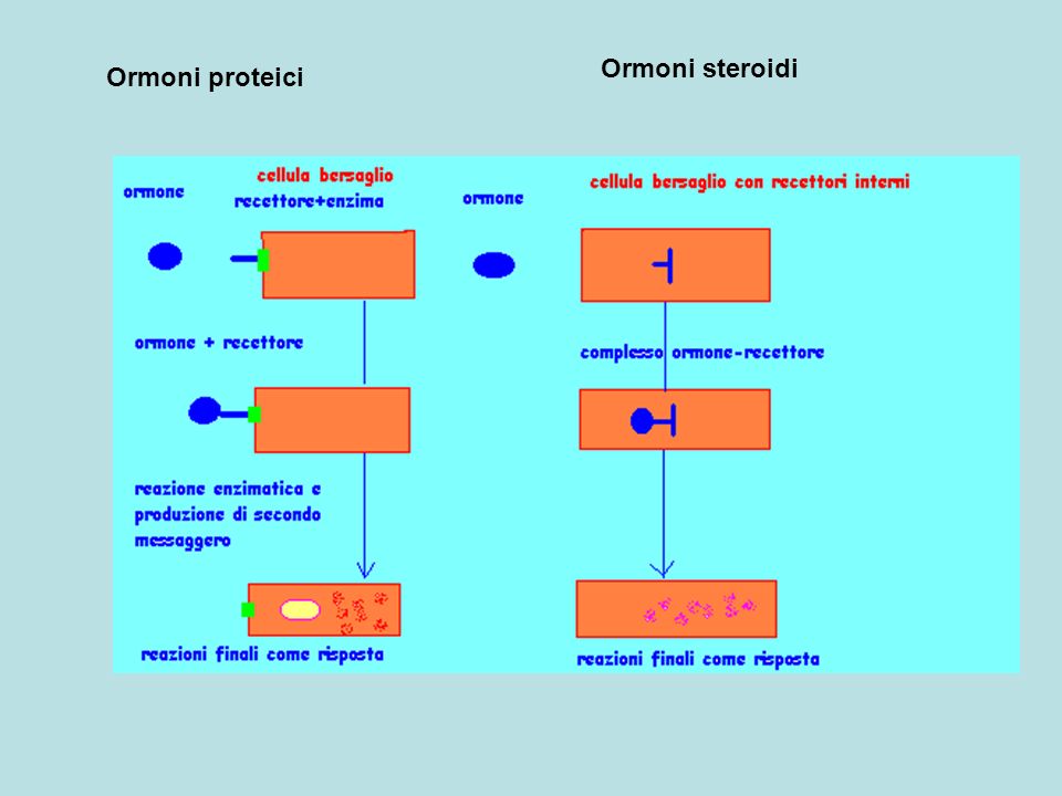 Ormoni steroidi Ormoni proteici