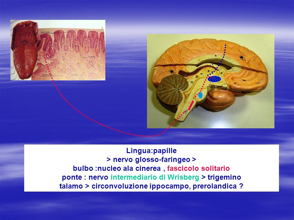 Lingua:papille > nervo glosso-faringeo > bulbo :nucleo ala cinerea , fascicolo solitario ponte : nervo intermediario di Wrisberg > trigemino talamo > circonvoluzione ippocampo, prerolandica