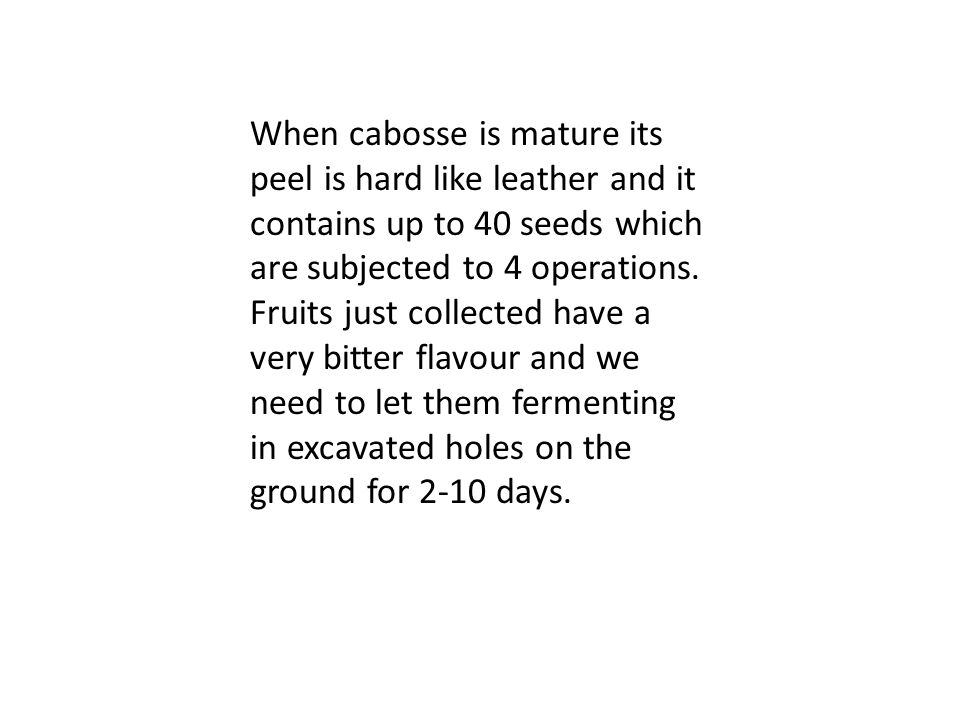 When cabosse is mature its peel is hard like leather and it contains up to 40 seeds which are subjected to 4 operations.
