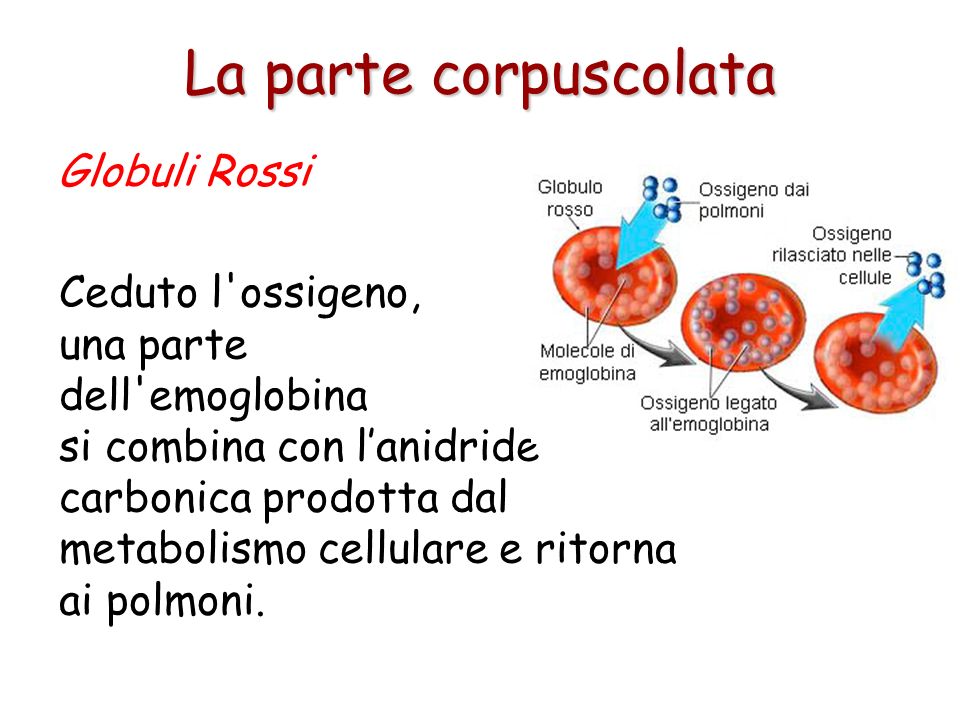 La parte corpuscolata Globuli Rossi