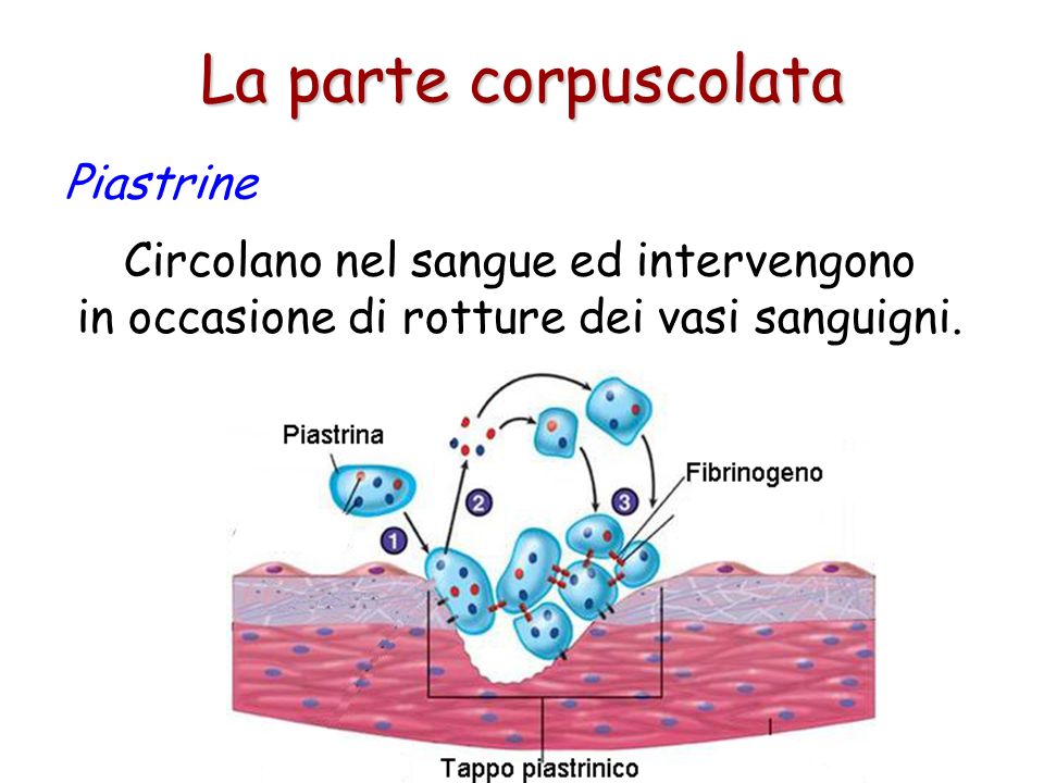 La parte corpuscolata Piastrine