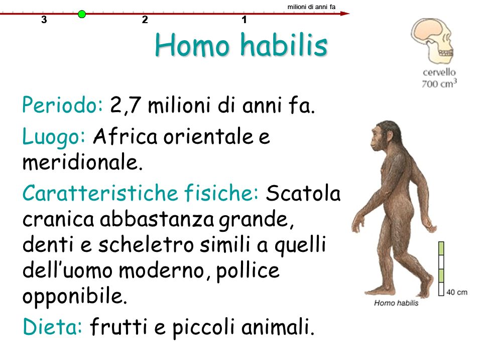 Homo habilis Periodo: 2,7 milioni di anni fa.