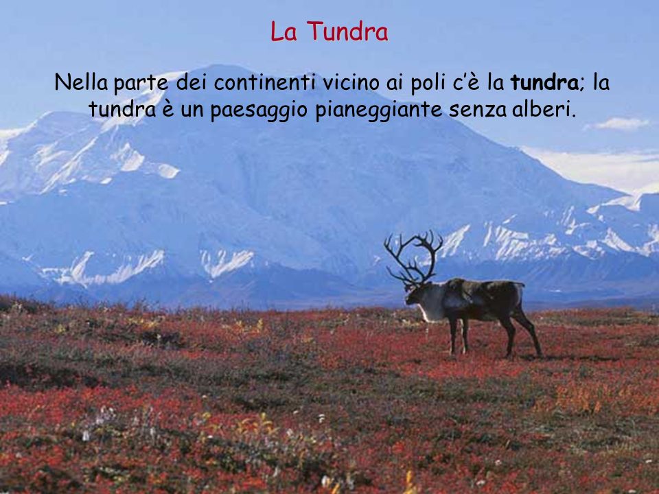 La Tundra Nella parte dei continenti vicino ai poli c’è la tundra; la tundra è un paesaggio pianeggiante senza alberi.