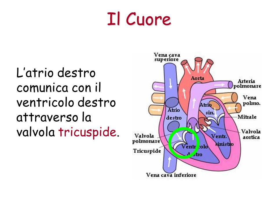 Il Cuore L’atrio destro comunica con il ventricolo destro attraverso la valvola tricuspide.