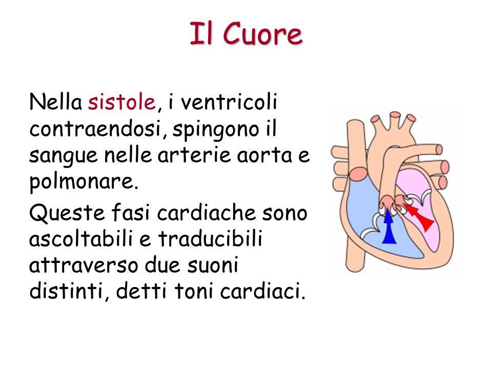 Il Cuore Nella sistole, i ventricoli contraendosi, spingono il sangue nelle arterie aorta e polmonare.