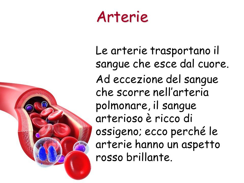 Arterie Le arterie trasportano il sangue che esce dal cuore.