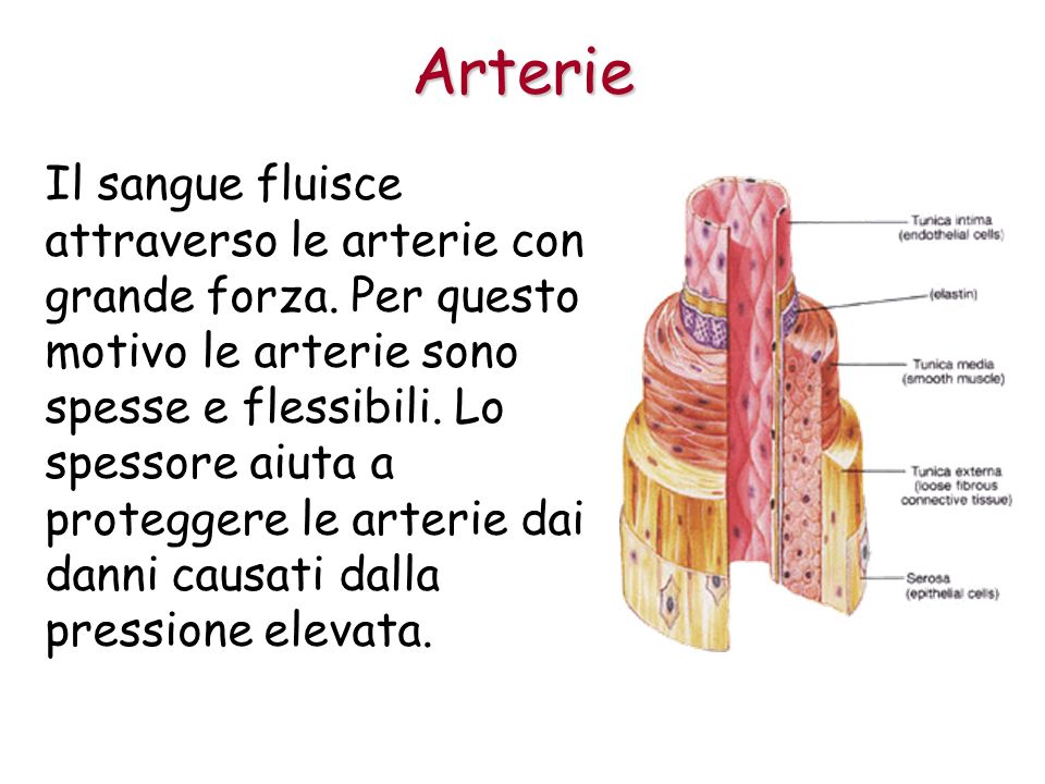 Arterie