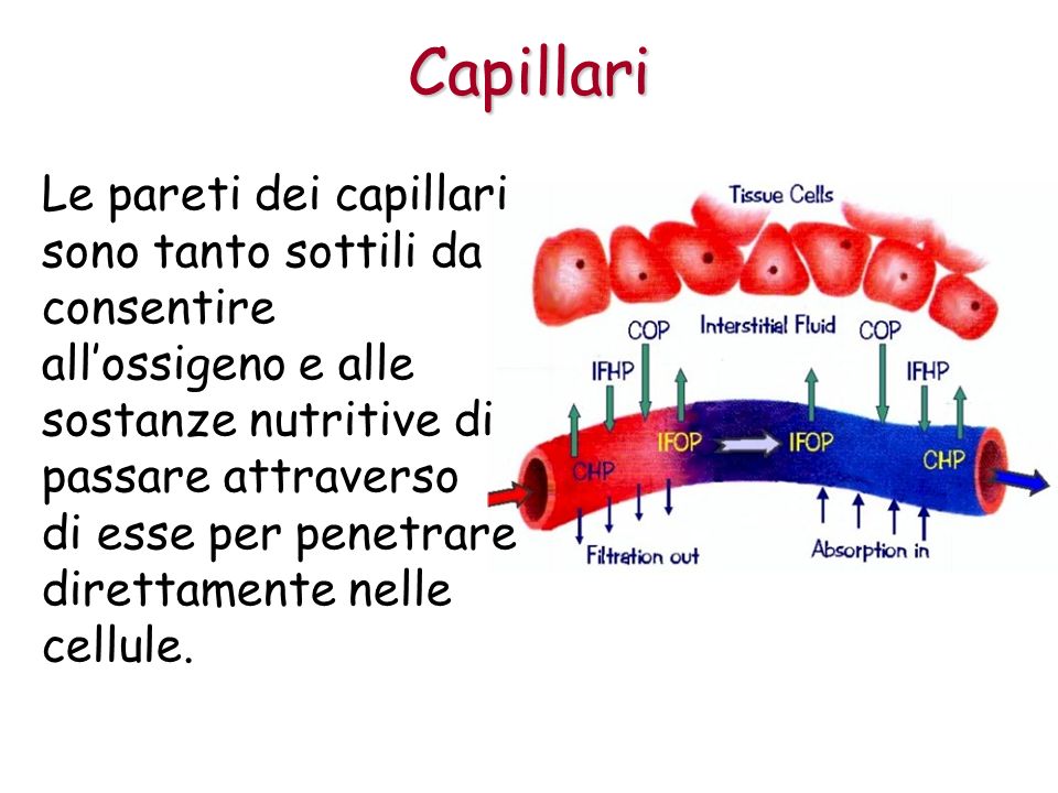 Capillari