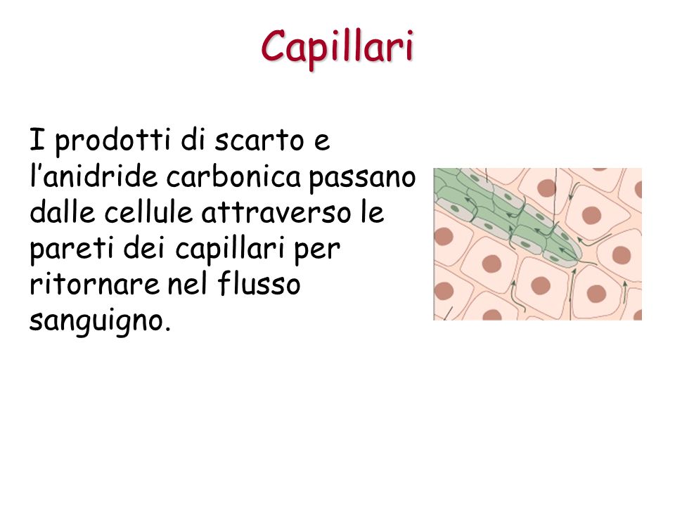 Capillari I prodotti di scarto e l’anidride carbonica passano dalle cellule attraverso le pareti dei capillari per ritornare nel flusso sanguigno.