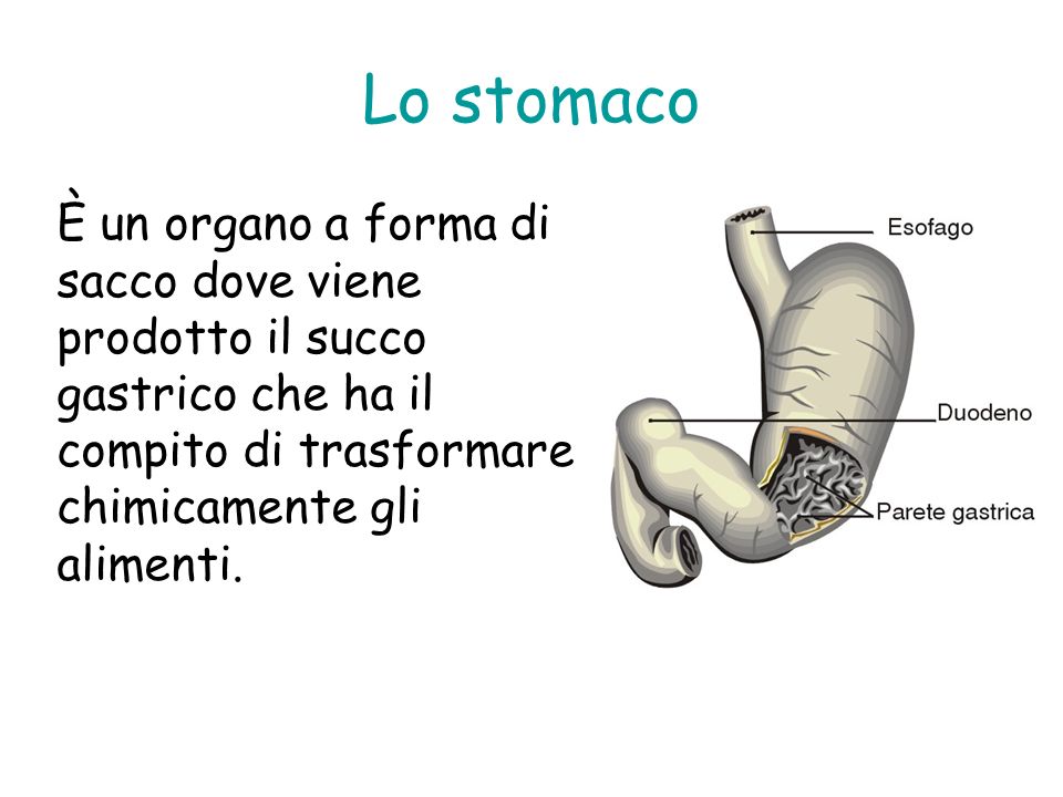 Lo stomaco È un organo a forma di sacco dove viene prodotto il succo gastrico che ha il compito di trasformare chimicamente gli alimenti.