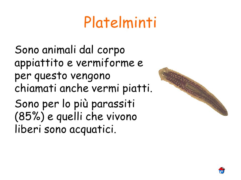 Platelminti Sono animali dal corpo appiattito e vermiforme e per questo vengono chiamati anche vermi piatti.