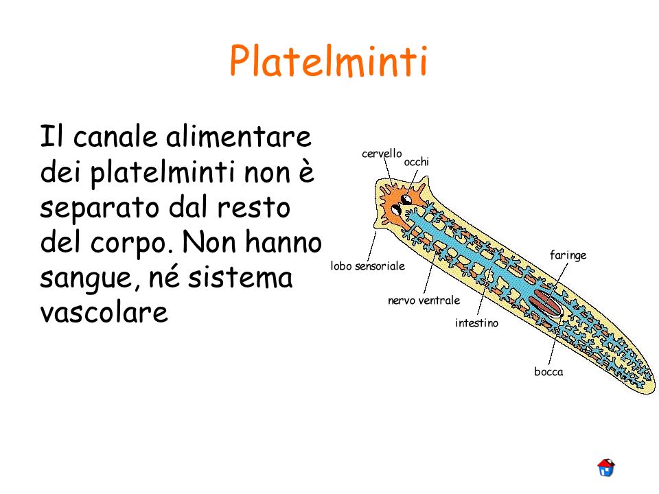 Platelminti Il canale alimentare dei platelminti non è separato dal resto del corpo.