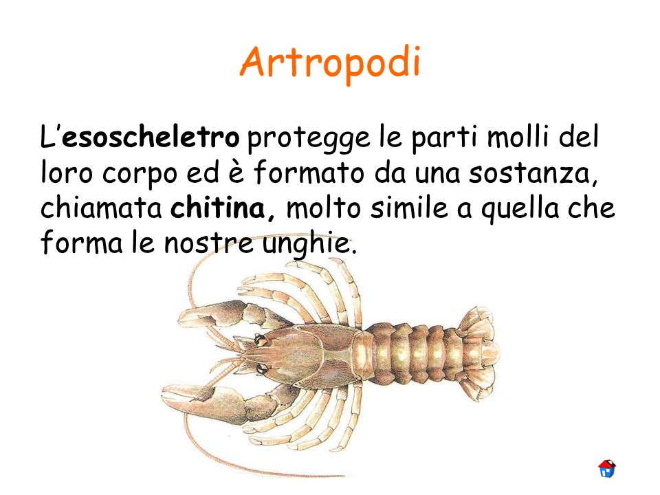 Artropodi