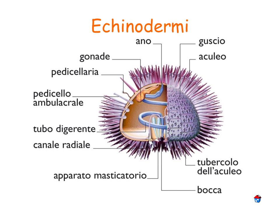 Echinodermi