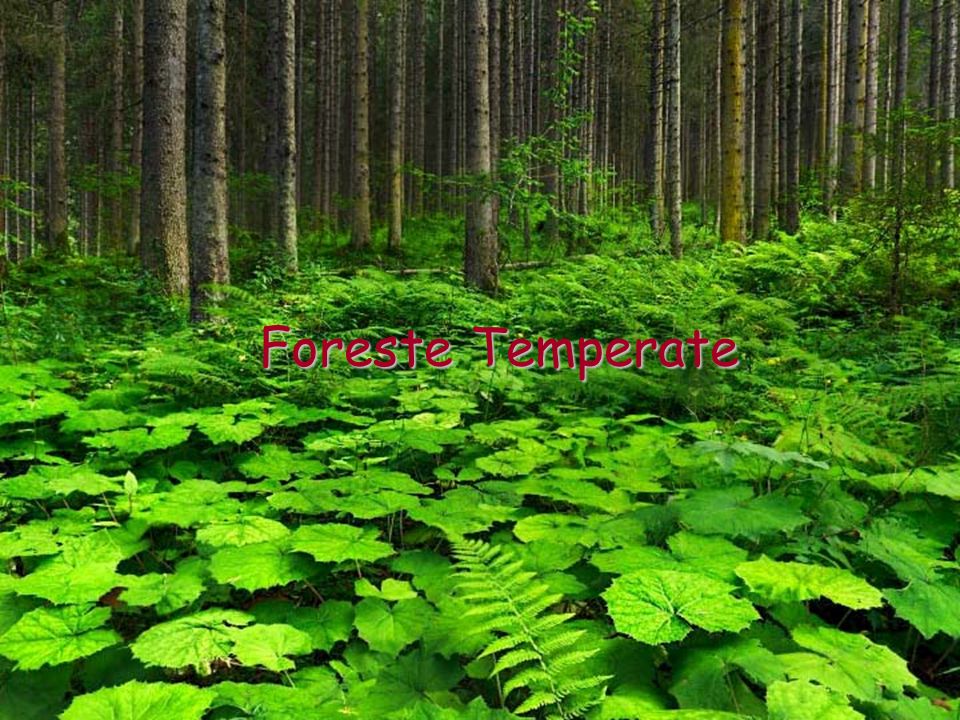 Foreste Temperate
